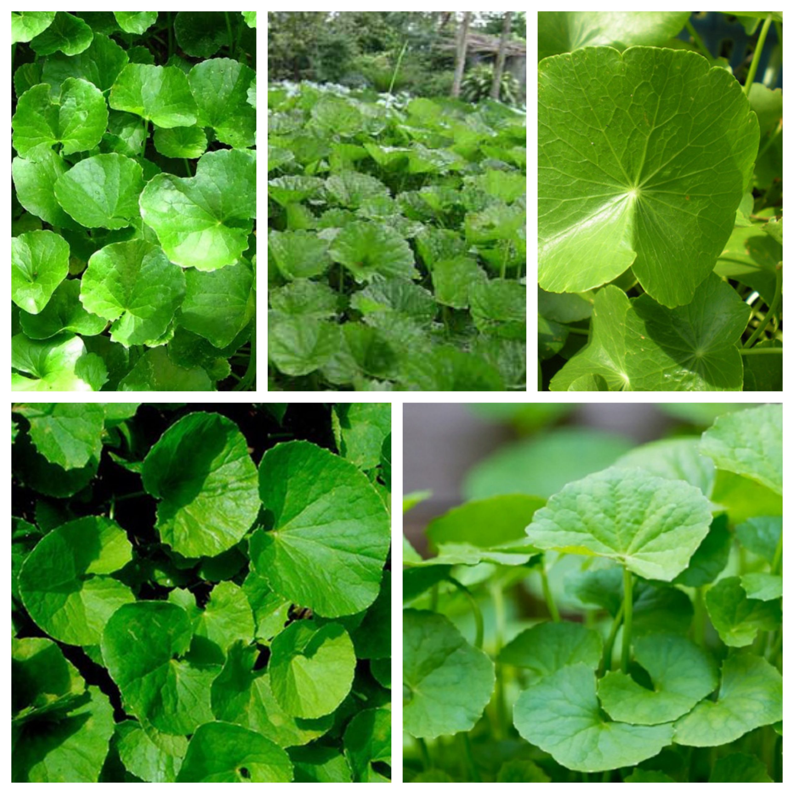 Hạt giống rau má Việt Nam - 2gram ( 3500 hạt)