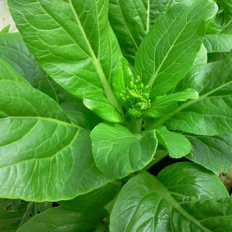 [HCM]10g Hạt Giống Cải Ngọt Bông Ăn Bông (Cải Ngồng) Dễ Trồng