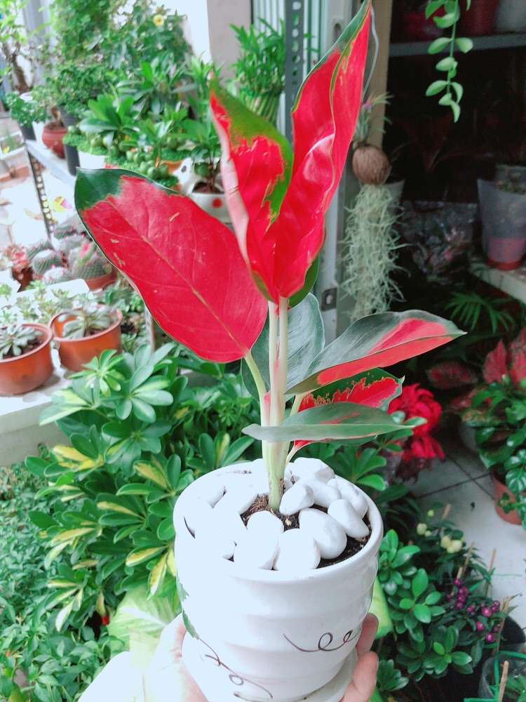 [HCM]Chậu Cây Phú Quý Đỏ