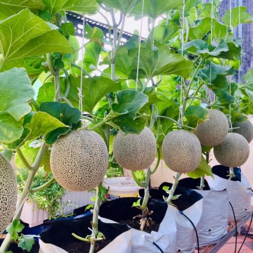 HẠT GIỐNG DƯA LƯỚI NGỌT