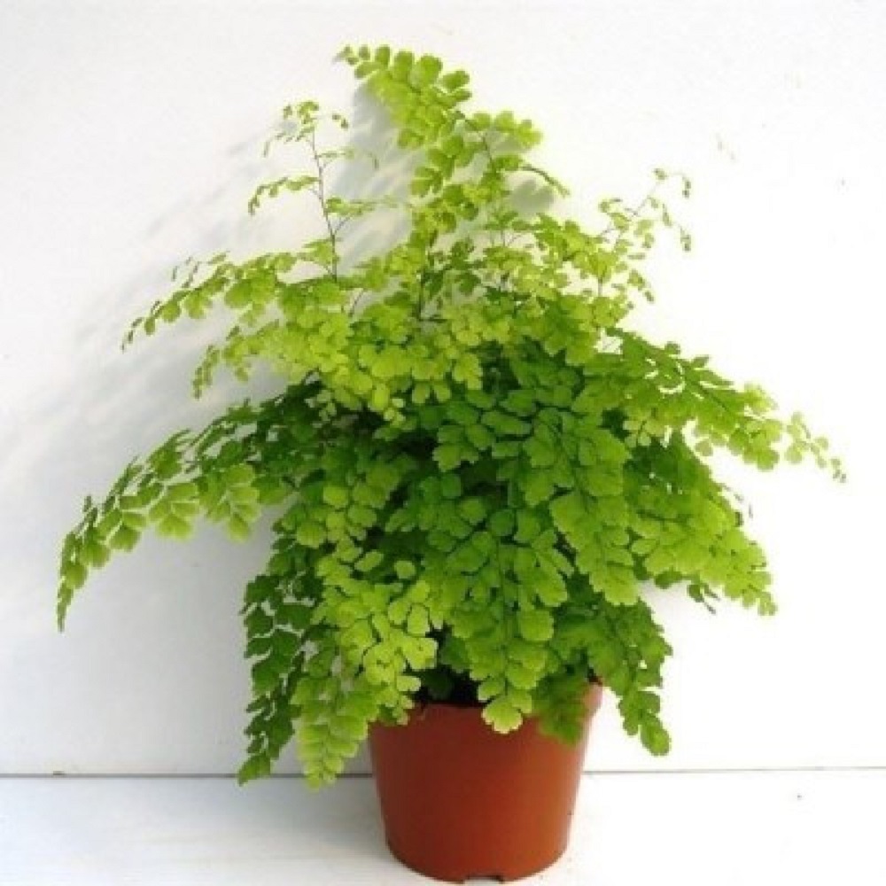 Cây Adiantum capillus-veneris (Dương Xỉ Tóc Thần Vệ Nữ) chậu men trắng