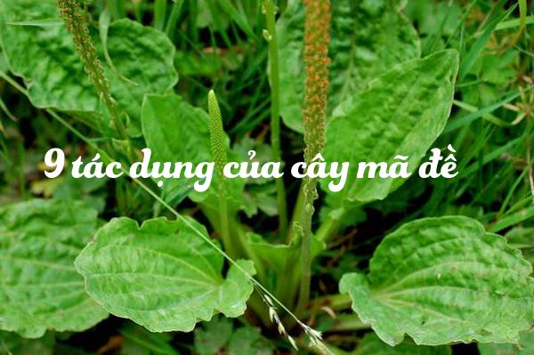 1kg cây mã đề khô cao cấp
