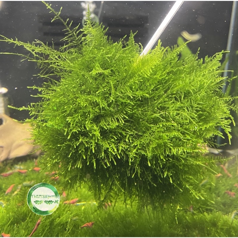 Rêu mini spinky - rêu thuỷ sinh - dán đá - dán lũa dễ trồng không cần co2