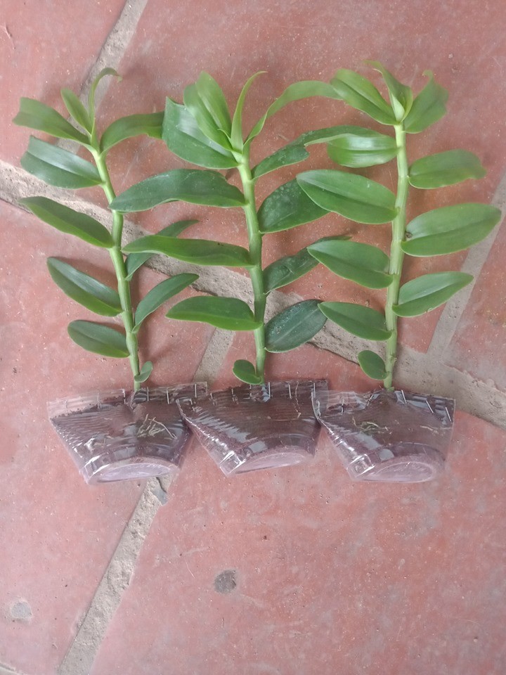 lan phi điệp 5 cánh trắng Phú Thọ cây giống