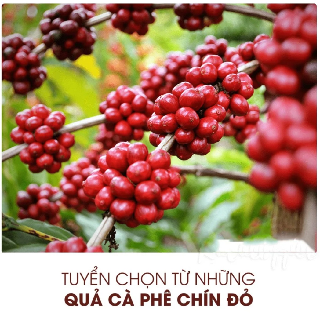 Cà Phê Robusta Organic - Hạt Nguyên Chất Đậm Vị Thơm Ngon 500gr/bịch
