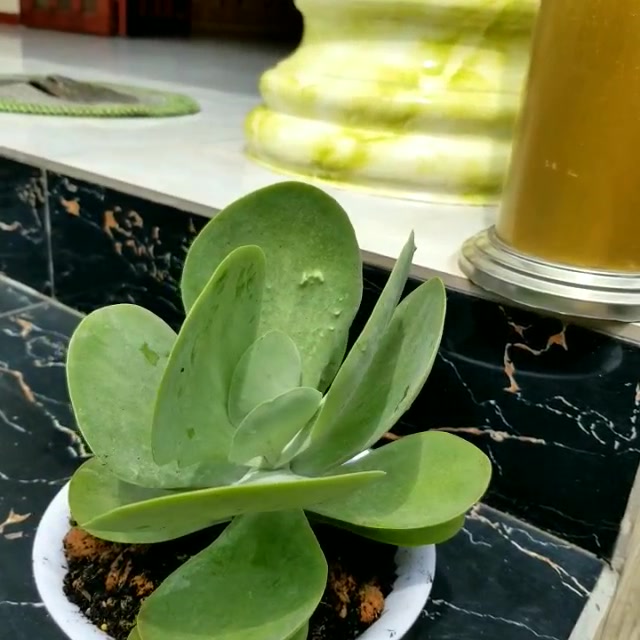 Sen đá cánh bướm rẻ bền (cánh bao đẹp)