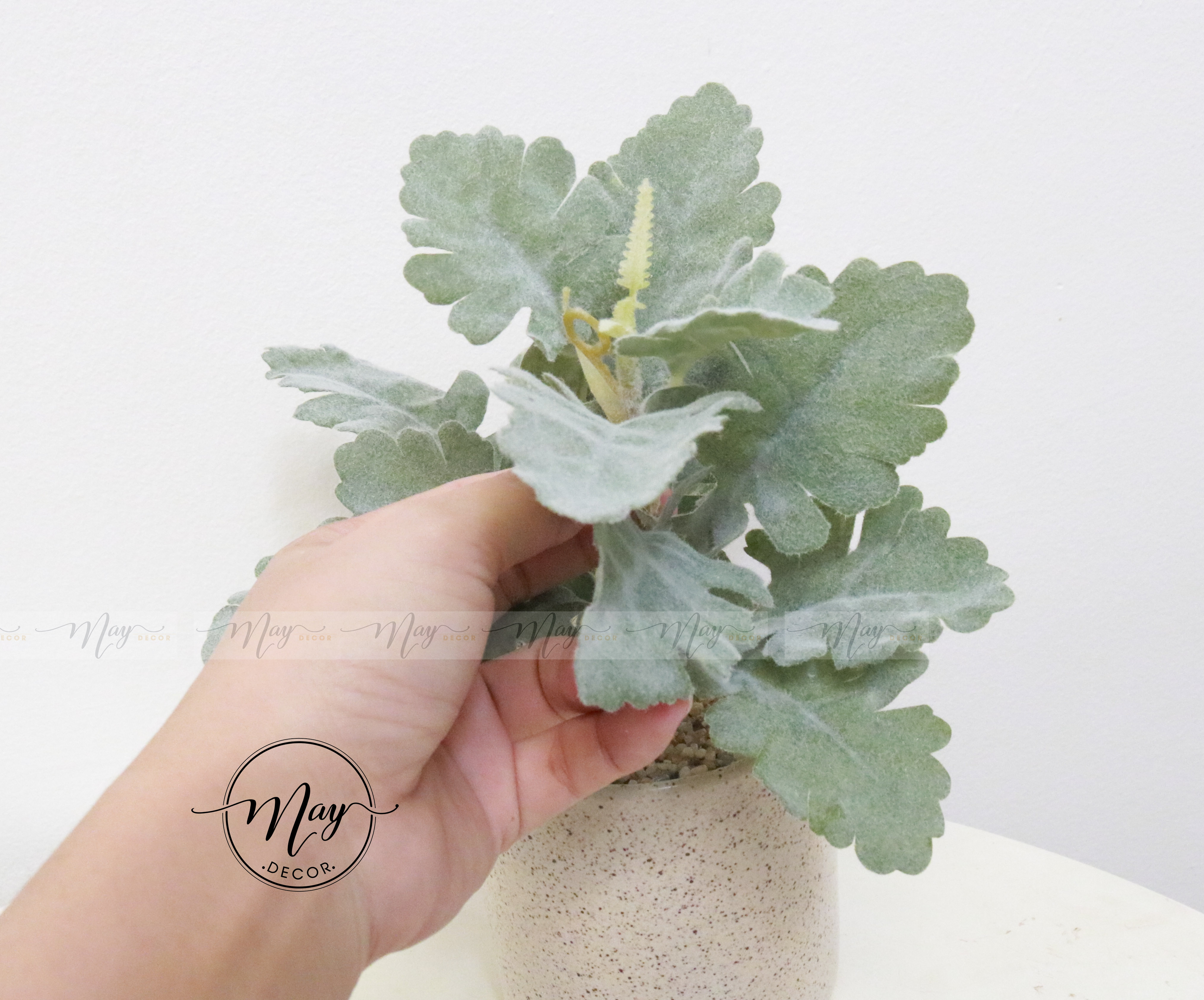 [Ảnh thật] Chậu lá Cúc Tuyết cao cấp
