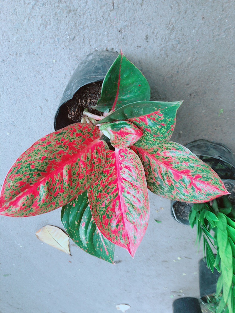 Cây Như Ý
