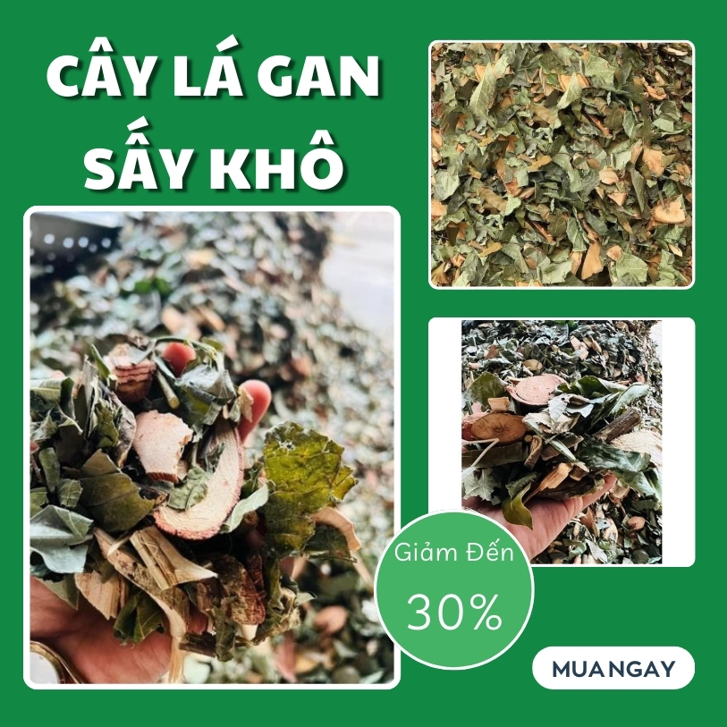 [Hàng mới về] Cây lá gan khô túi lớn 500gram  - Tấn Phát - Hỗ trợ cải thiện sức khoẻ cực kỳ hiệu quả