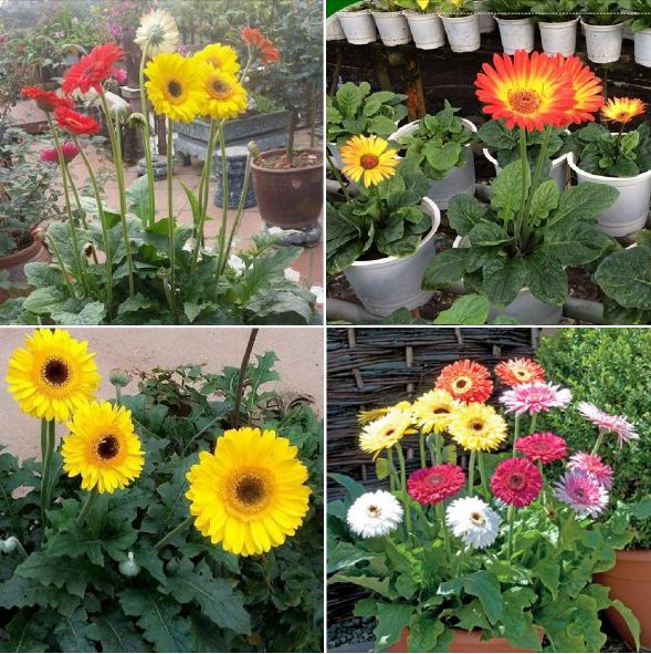 Hạt giống hoa cúc đồng tiền mix màu - gói 10 hạt