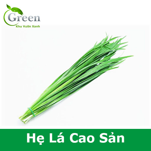 Hạt Giống Hẹ Lá Cao Sản Thu Hoạch Quanh Năm, Dễ Trồng Chăm Sóc