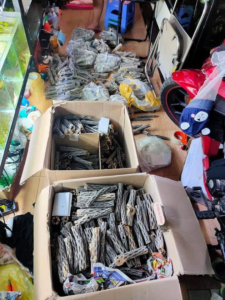 [HCM]Lũa Cholla Xương Rồng Cho Tép Cảnh