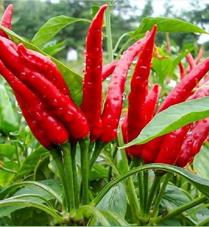 Hạt giống ớt chùm siêu cay Thái Lan - gói 0.5gram ( 95 hạt)