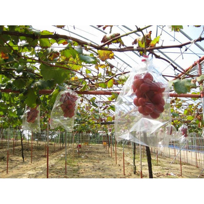 Hạt giống Nho Ruby Roman 5 hạt