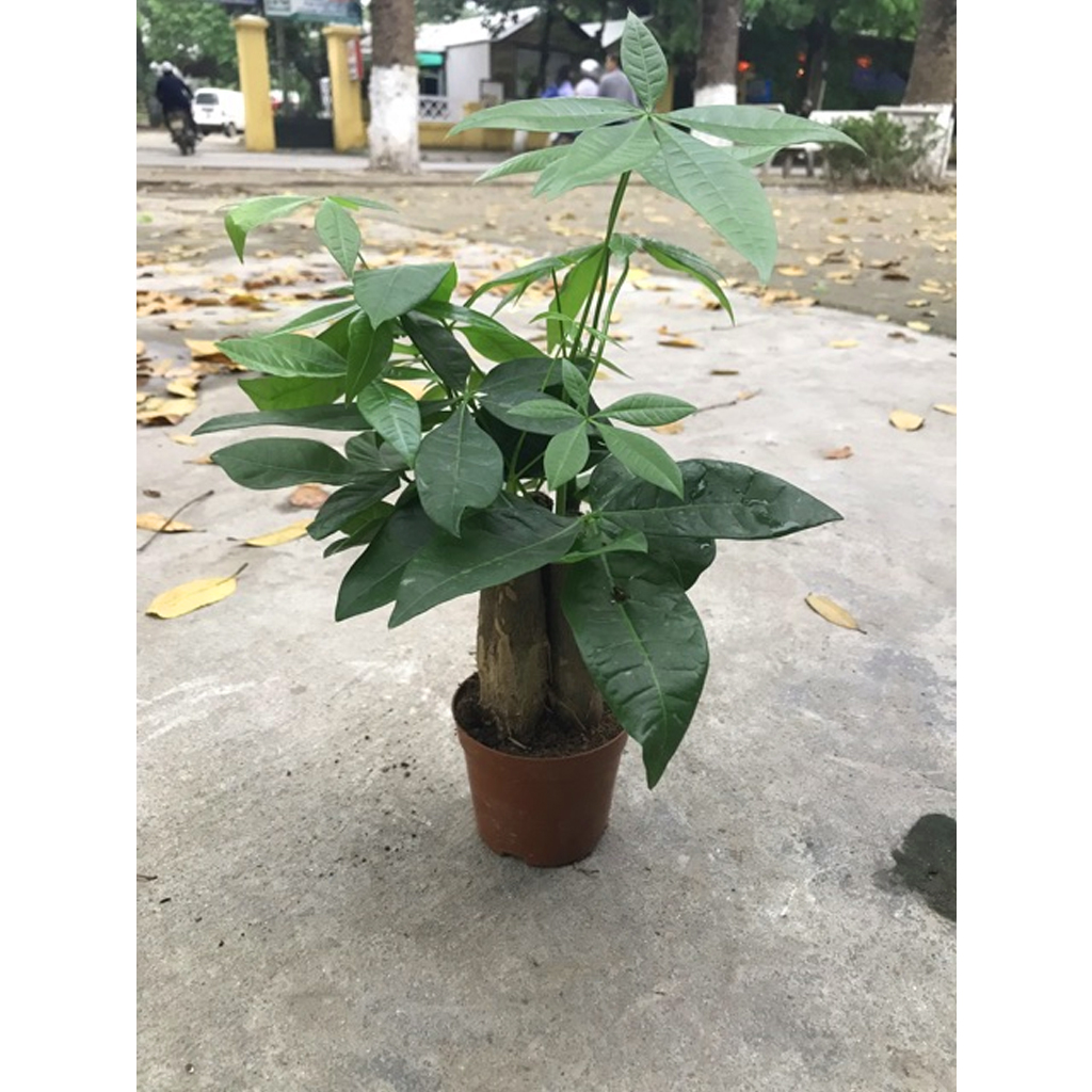 Cây Kim Ngân 3 Thân - Chậu Nhựa