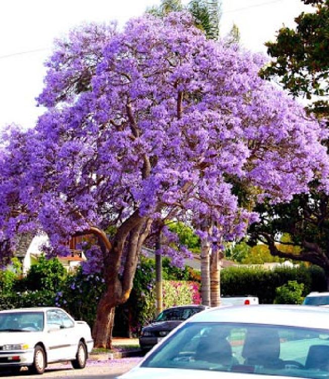 "Gói 5 "Hạt giống hoa phượng vĩ tím [Seeds]