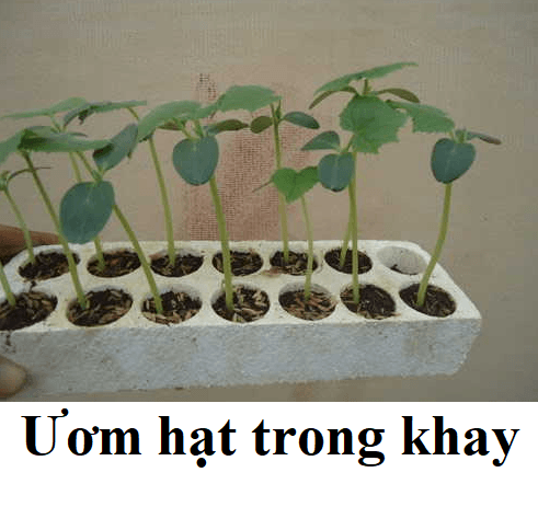 HẠT GIỐNG DƯA LƯỚI VỎ VÀNG 10 hạt