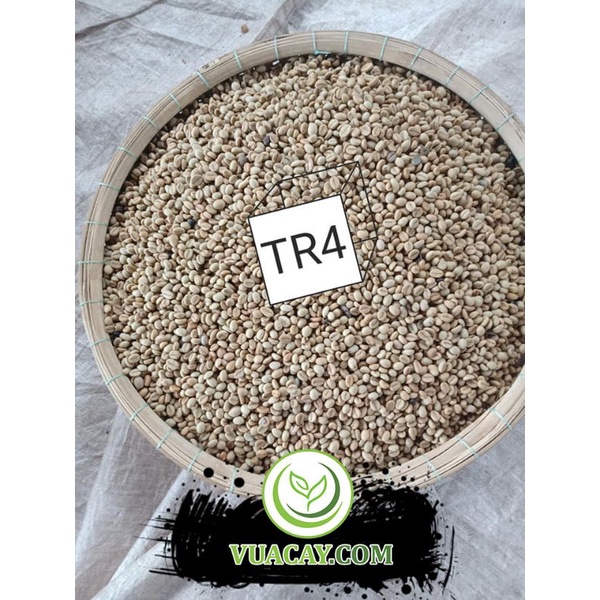 HẠT GIỐNG CÀ PHÊ TR4 (138)(1kg) (cây giống có bảo hành )