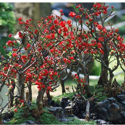 Hạt giống cây mai trung quốc hoa đỏ - 5 hạt
