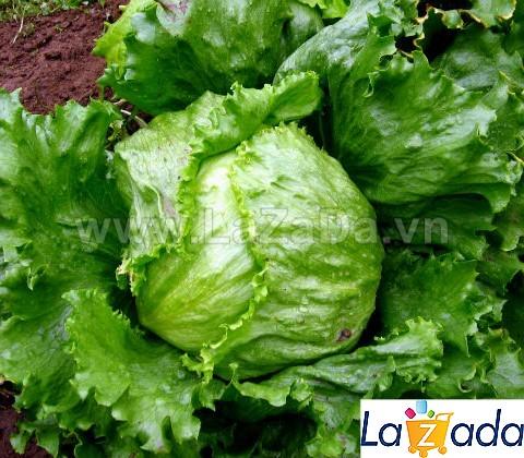 2gr hạt giống xà lách mineto
