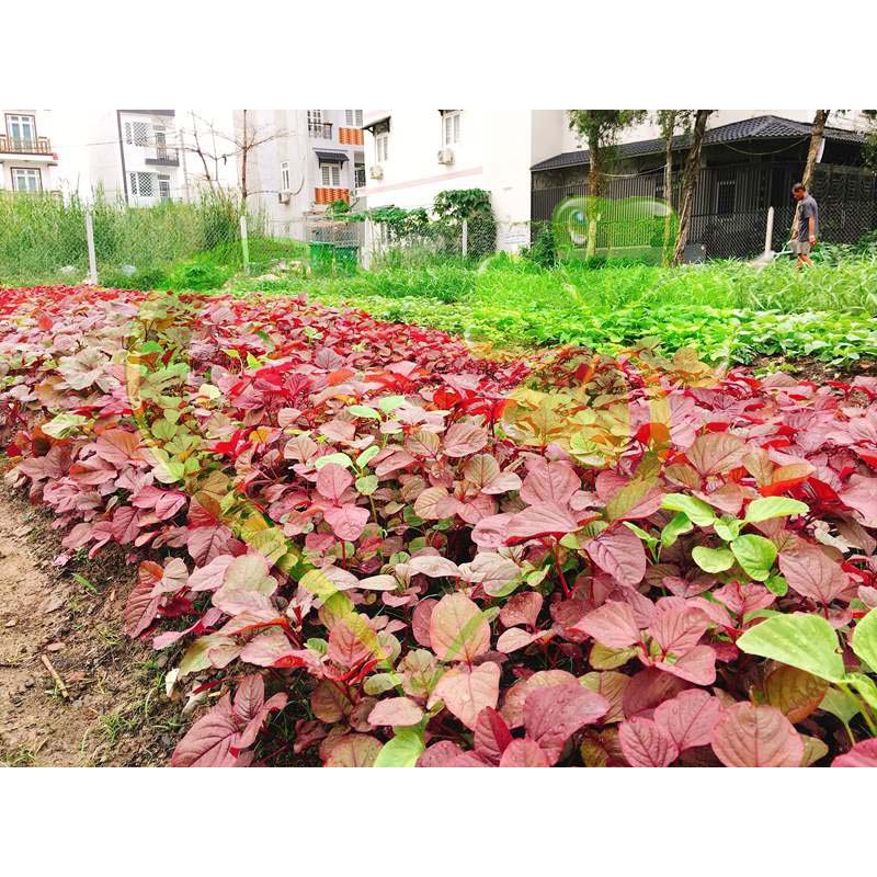 Hạt giống rau dền đỏ - gói 20 gram