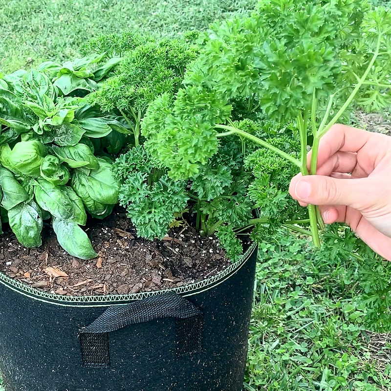 Parsley Seeds (Rado 940) 2gr package