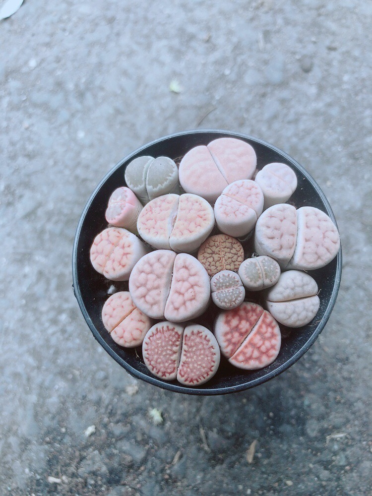 Chậu Cây Thạch Lan (lipthop - hoa sỏi)