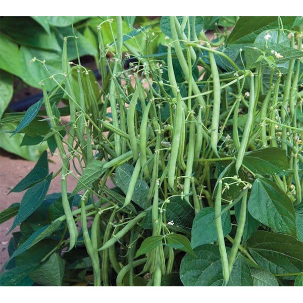 Hạt giống Đậu Cove bụi lùn