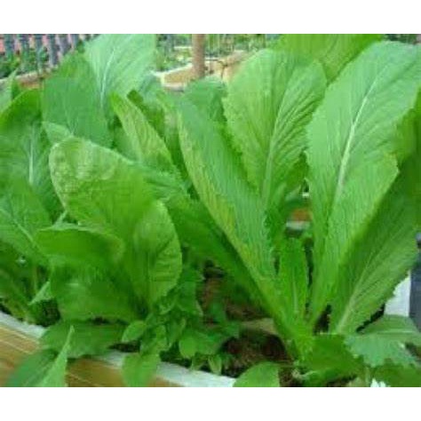 HẠT GIỐNG RAU CẢI MƠ CAO SẢN ( cải canh)- GÓI 5 gram
