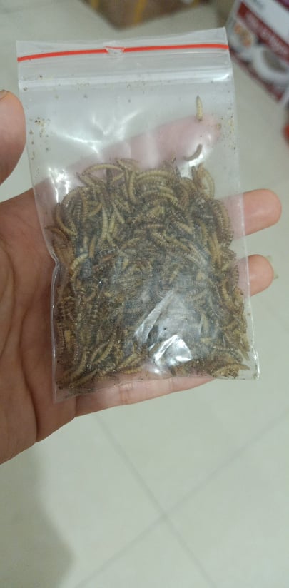 Sâu gạo rang thơm cho Hamster, bọ ú, chim,...