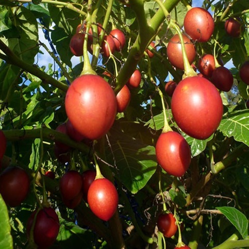 Hạt Giống Cà Chua Thân Gỗ, Túi 10 Hạt.