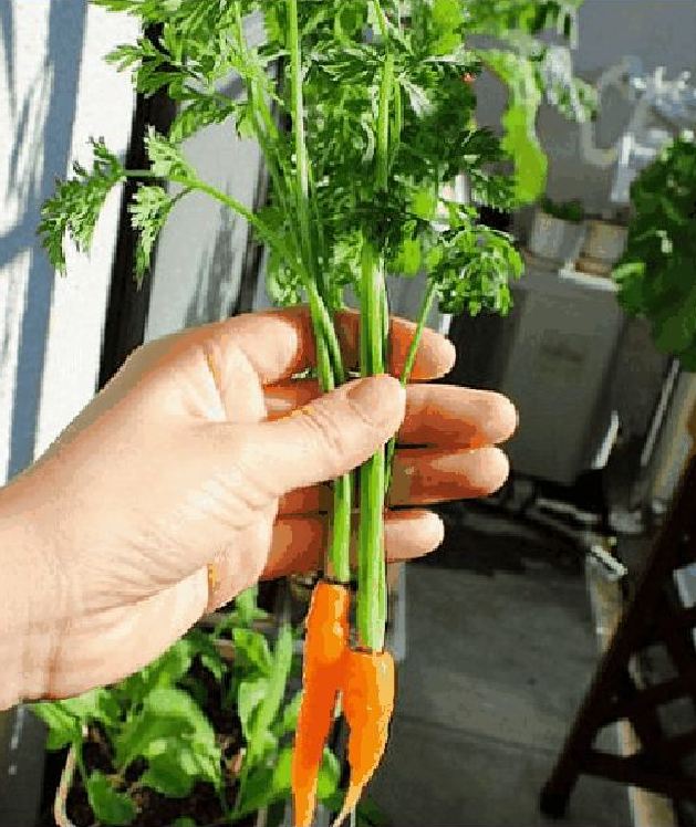 " Gói 100 "Hạt giống cà rốt mini ( cà rốt tí hon ) [Seeds]