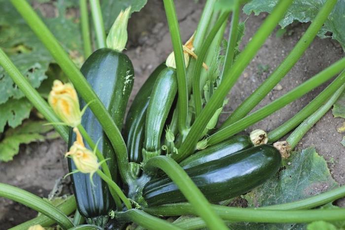 [Lấy mã giảm thêm 30%] Gói Hạt Giống Bí Zucchini (Bí Ngòi Xanh)