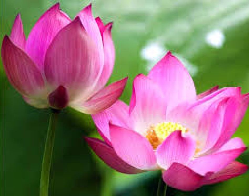 Hạt giống hoa sen ta - sen quê - gói 15 hạt