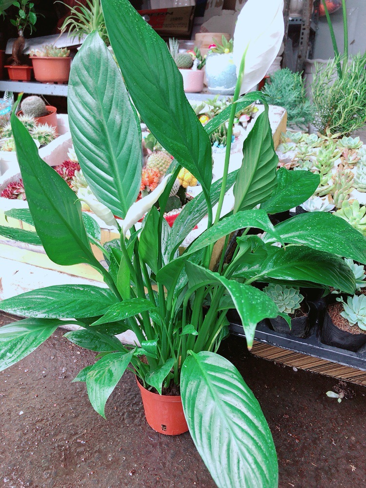 [HCM]Chậu lan ý