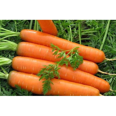 Hạt Giống Cà Rốt Shin Kuroda gói 5gram