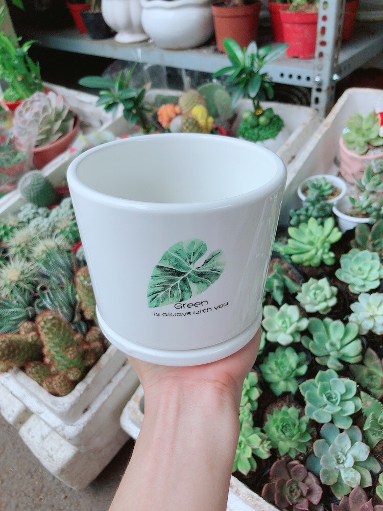 Chậu sứ tráng men cao cấp kèm dĩa lót 5