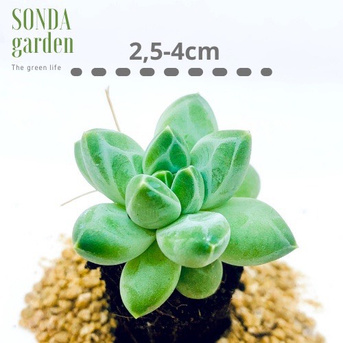 SEN ĐÁ KIM CƯƠNG TRẮNG SIZE MINI LỖI 1 ĐỔI 1