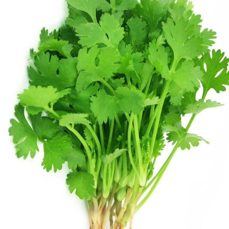 (20gr)Hạt Giống Ngò Rí Rau Mùi