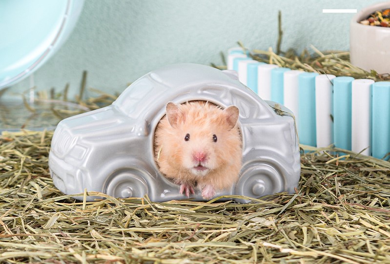 Nhà sứ xe hơi độc lạ dành cho hamster - T3 PETS SHOP