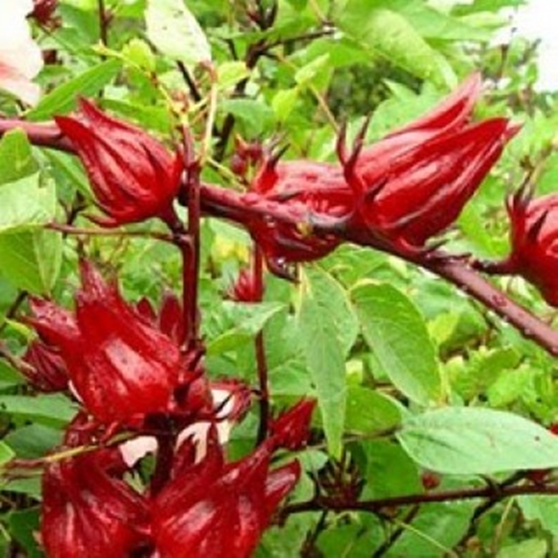 10 Hạt giống Hoa Atiso Đỏ tặng kèm kích mầm