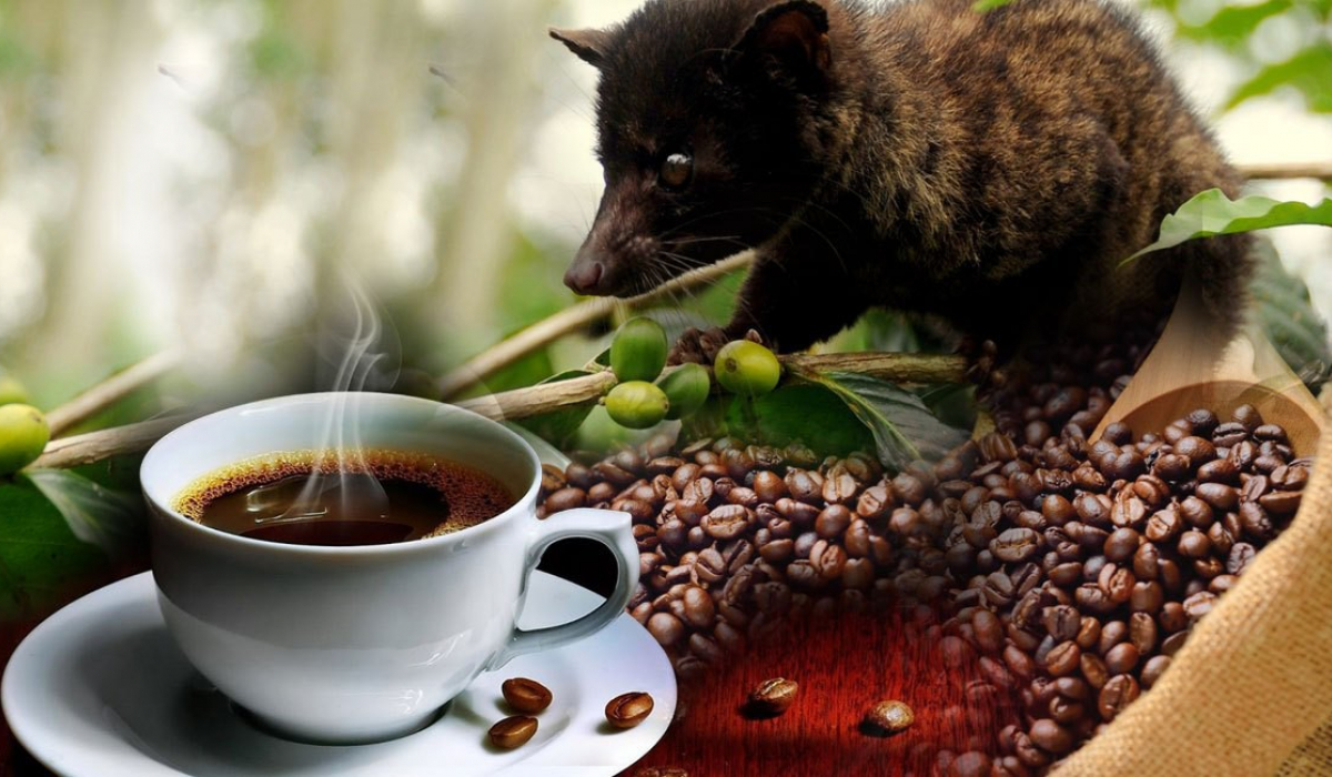 Genuine Ban Me Red Roasted Ferret Coffee 500g