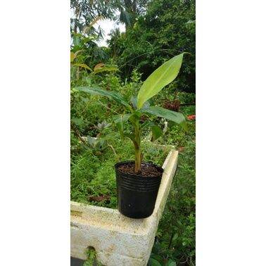 Cây giống chuối già Laba(thuần xứ nóng)