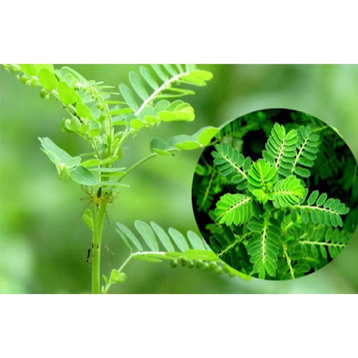 Cây giống Hạ Diệp Châu ( cây chó đẻ răng cưa)