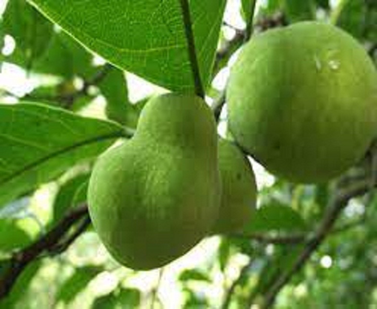 Cây chay ăn quả giống - Cây chay ăn quả giống