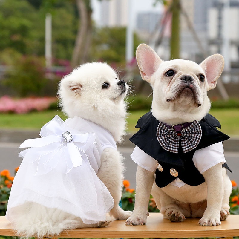 Áo vest và váy đám cưới dành cho chó mèo