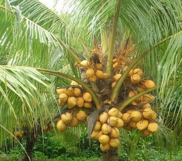 dừa xiêm lùn đỏ