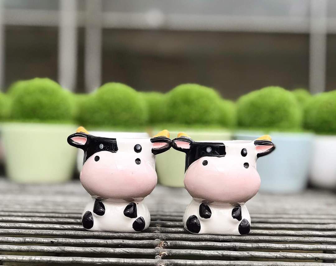 6 chậu gốm mini hình con vật cute.