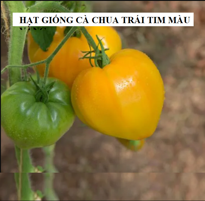 Hạt giống cà chua trái tim vàng - gói 30 hạt