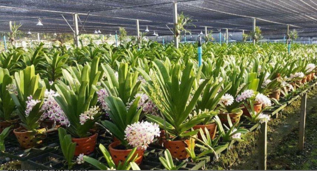 Ngọc điểm lá kiếm cây trưởng thành